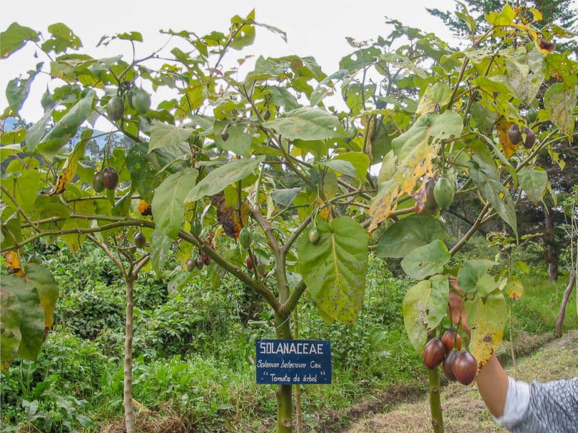 A specimen of the tree tomato (Tomate de árbol) in the botanical garden in Loja, Ecuador.