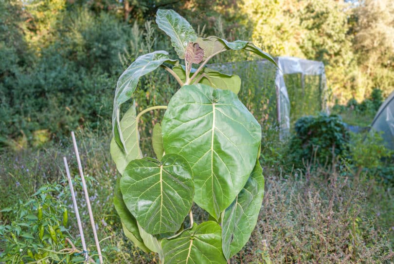 Tree tomato – Solanum betaceum