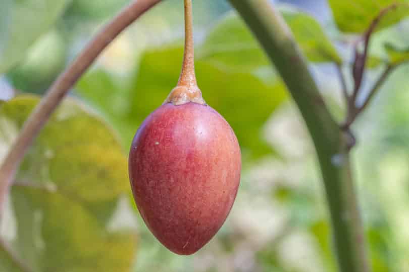A ripe red fruit of the tree tomato ready for picking