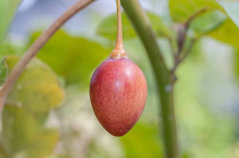 Tree tomato – Solanum betaceum