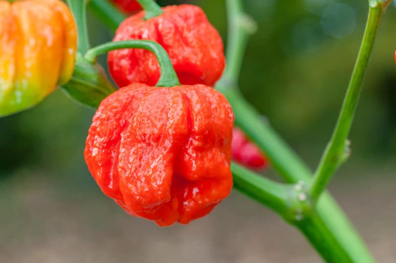 Die extrem scharfe Chilisorte 7 Pot Jonah - <em>Capsicum chinense</em> aus der Karibik