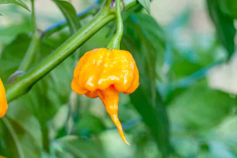 Die extrem scharfe Chilisorte 7 Pot Primo Orange - <em>Capsicum chinense</em>