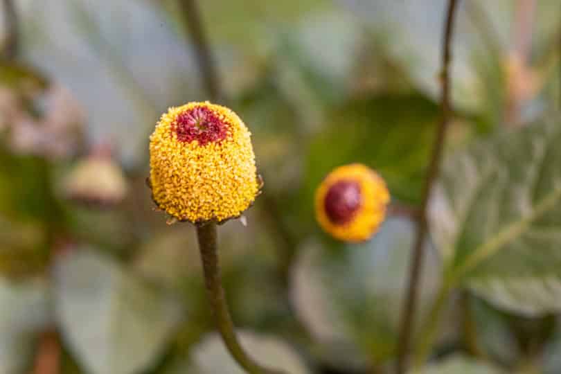 Jambu (Acmella oleracea) enthät den Wirkstoff Spilanthol