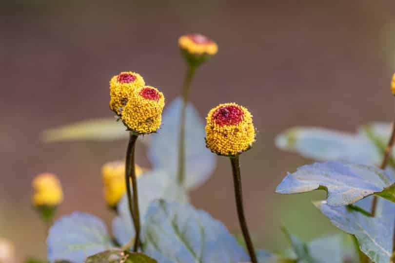 Aphrodisiakum Jambu (Acmella oleracea) aus dem Amazonas