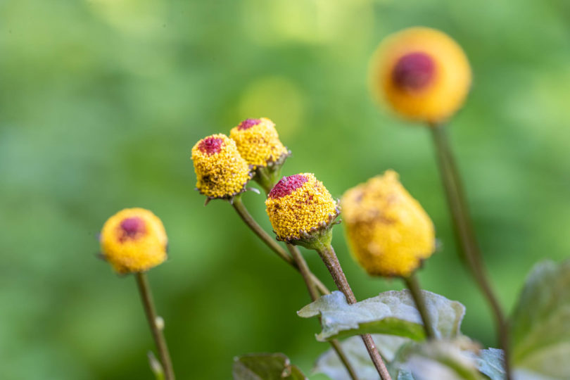 Die Heilpflanze aus Südamerika: Jambu - Acmella oleracea