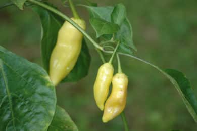 Aji Blanco Crystal - Capsicum baccatum var. pendulum - Chilisorte