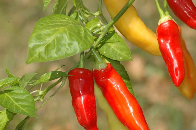 Die Früchte von Aji Blanco Cristal reifen von weiß über gelb, orange nach rot ab.