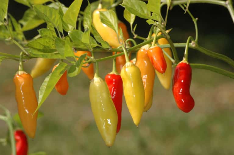 Aji Blanco Crystal – Capsicum baccatum var. pendulum – Chilisorte