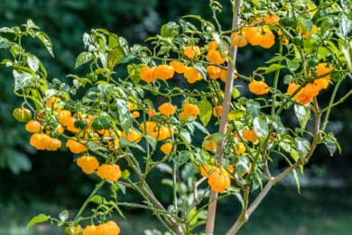 Aji Dulce Amarillo