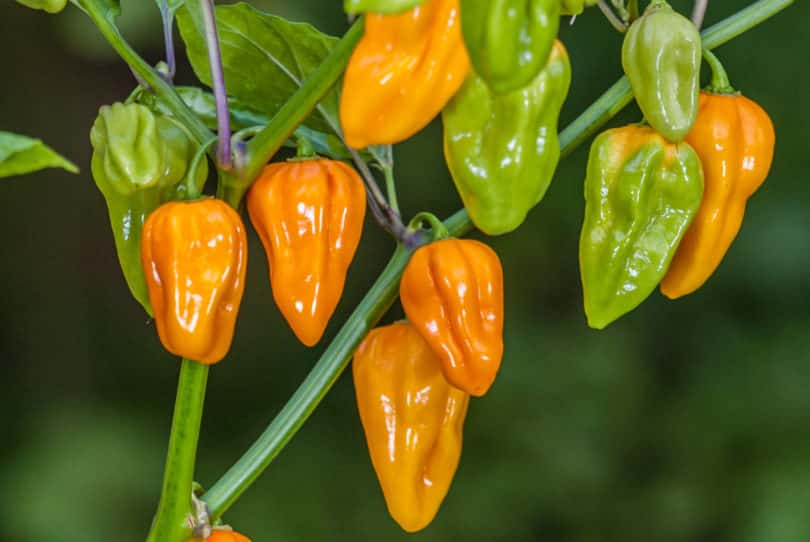 <b>Aji Umba</b> gehört zur Art <em>Capsicum chinense</em> und ist sehr aromatisch und scharf.