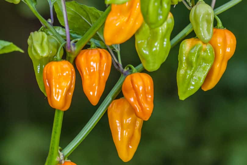 <b>Aji Umba</b> gehört zur Art <em>Capsicum chinense</em> und ist sehr aromatisch und scharf. 