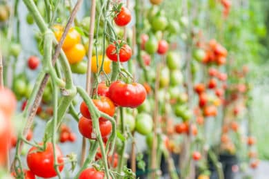 Anbau von Tomaten