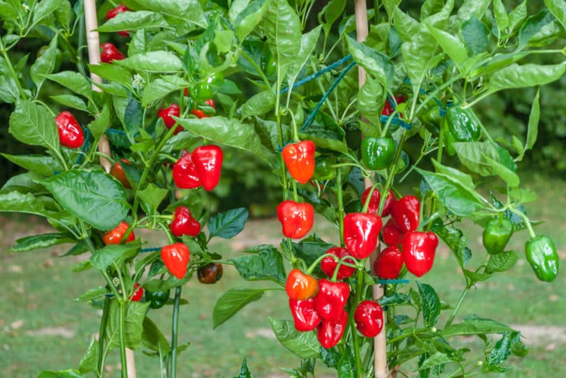 Die Chilisorte Antillais Caribbean gehört zur Art Capsicum baccatum und bildet viele aufrecht wachsende Früchte aus.