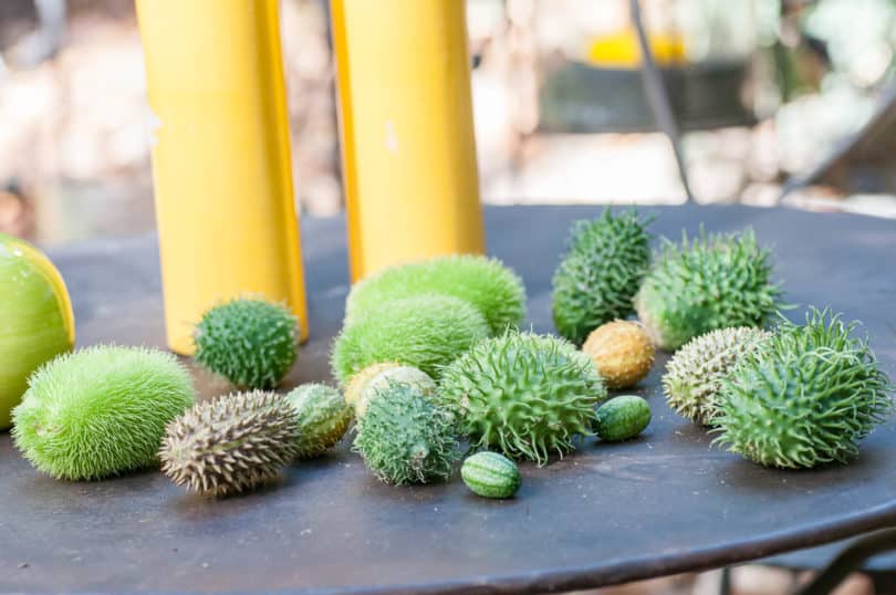 Antillengurke und andere exotische Gurkensorten