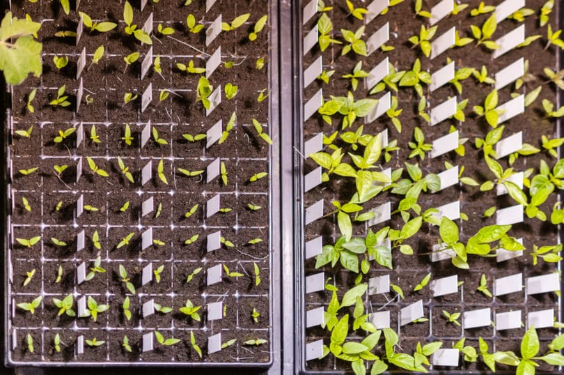 Aussaat Chilipflanzen