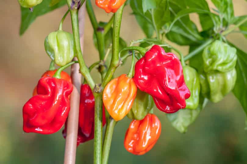 Avenir ist eine sehr scharfe und fruchtige Chilisorte der Art Capsicum chinense