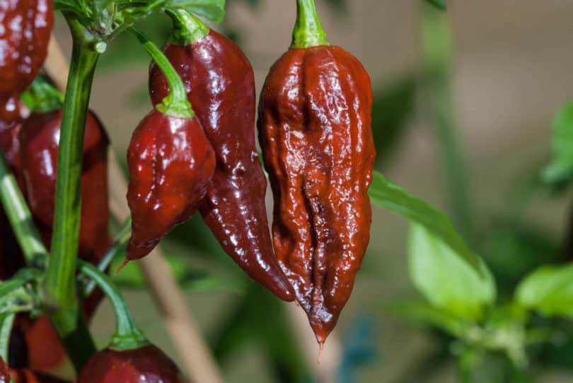 Bhut Jolokia Chocolate - Capsicum chinense - Chilisorte