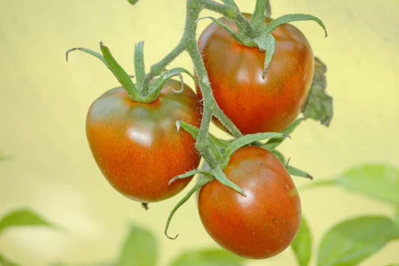 Black Plum