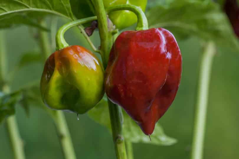 Die Chilisorte Black Stinger (Capsicum chinense)