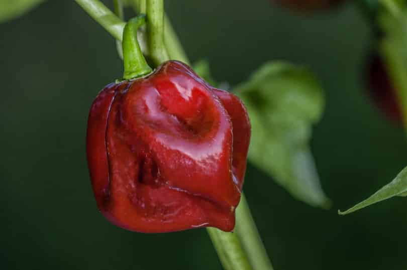 Black Stinger ist eine braune Habanerosorte der Art Capsicum chinense 