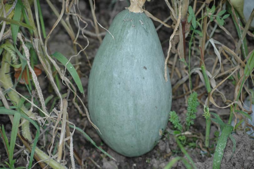 Blue Banana - Cucurbita maxima - Kürbissorte