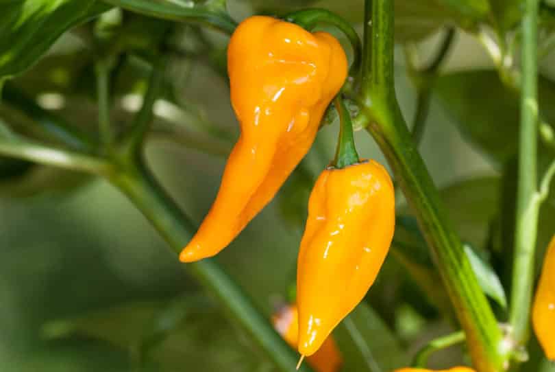 Bonda Ma Jacques - Capsicum chinense - Chilisorte