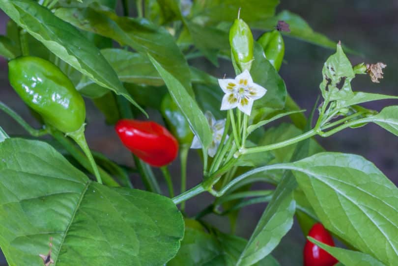 Chilisorte CAP 476 - Capsicum baccatum var. pendulum