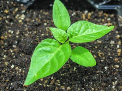 pikierte Chilipflanze (Capsicum chinense) im Topf