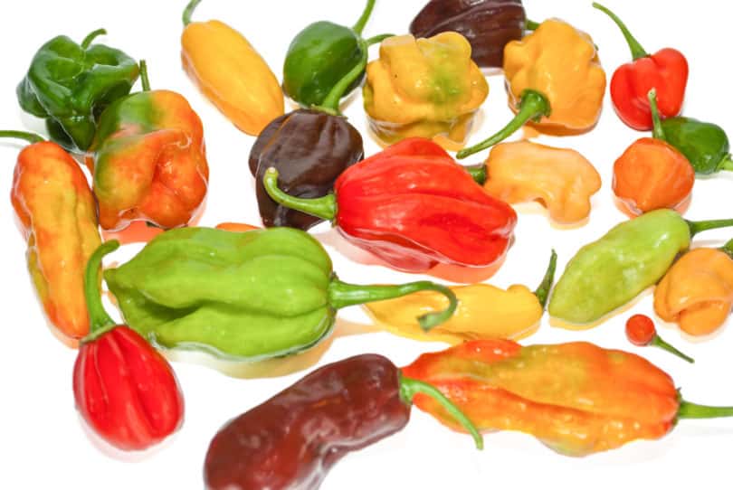 Scotch Bonnet Safi - Capsicum chinense