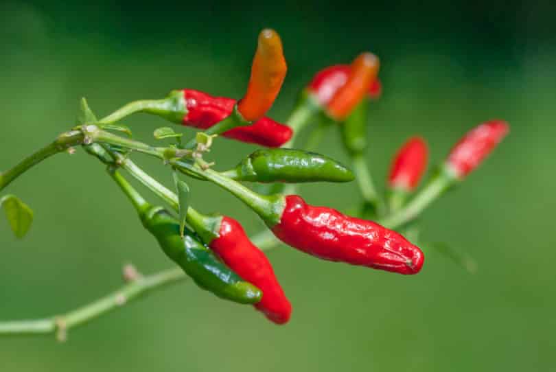 Capsicum annuum