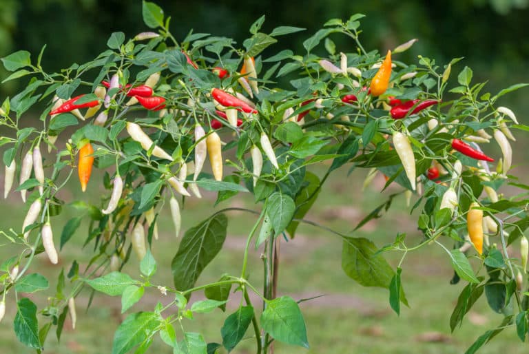 Aji Cristal – Capsicum baccatum var. pendulum – Chilisorte