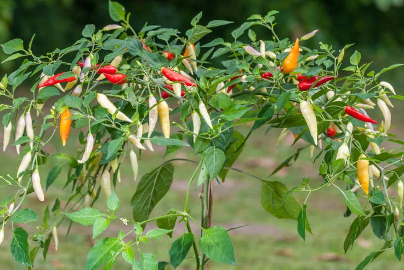 Capsicum baccatum var. pendulum - Pi 260539