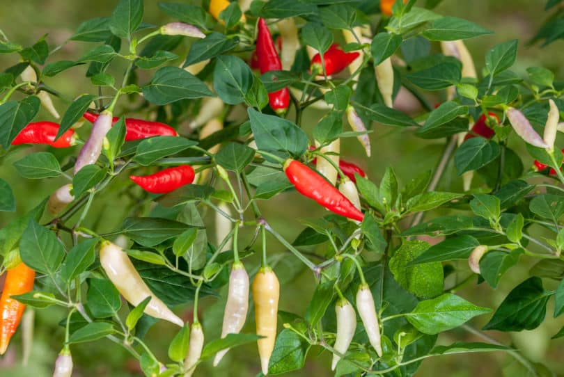 Synonyme für die Art <em>Capsicum baccatum</em> (Foto: CAP 689 - <em>Capsicum baccatum</em>)