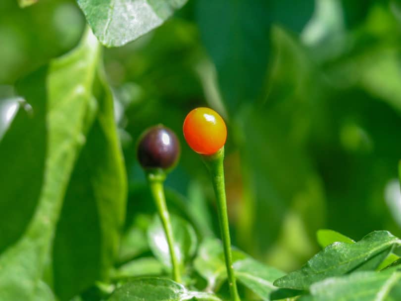 Capsicum baccatum - El Salvador - CAP 1420