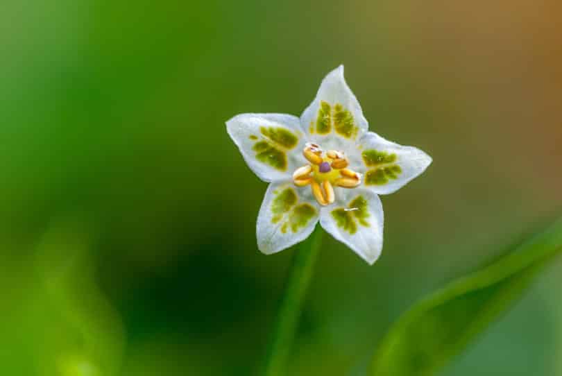 Typische Blüte der Art <i>Capsicum baccatum</i> - CAP 689