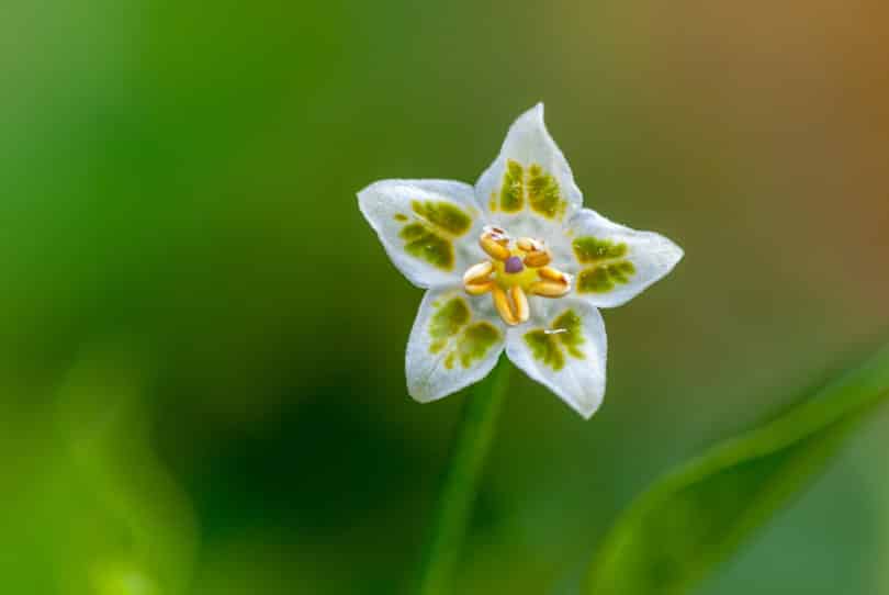 Typische Blüte der Art <i>Capsicum baccatum</i> - CAP 689