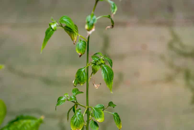 Capsicum cardenasii - CAP 1530