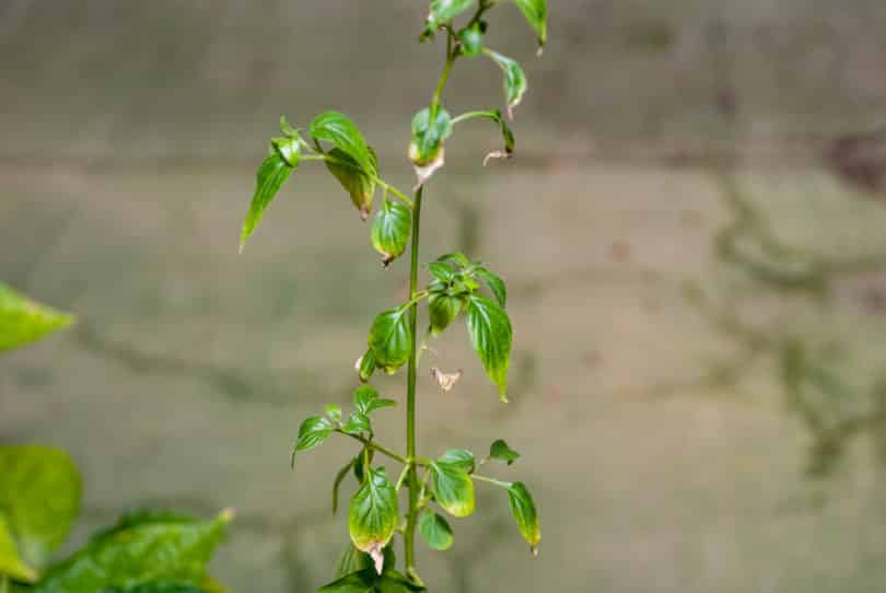 Capsicum cardenasii - CAP 1530