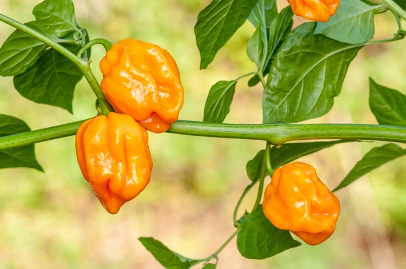 <em>Capsicum chinense</em> Sorten können in Fruchtform, Farbe und Schärfe variieren (Sorte: Habanero Tabaquite)