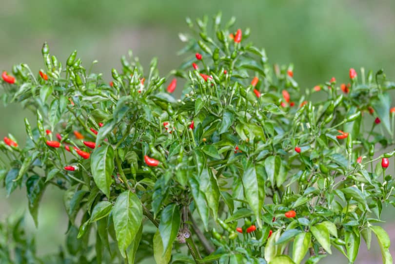 Chile Dulce - Capsicum frutescens