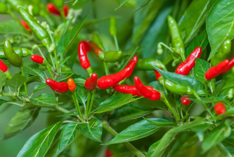 Ají Miscucho, Ají Arnaucho - Capsicum frutescens