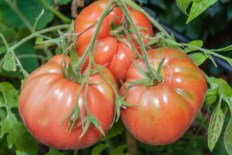 Cemans Tomate - Solanum lycopersicum - Tomatensorte