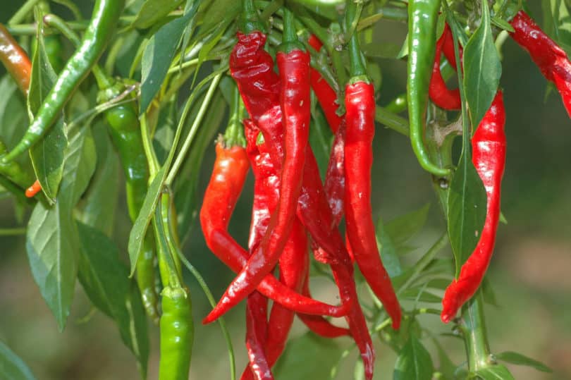 Cayenne Long Slim ist eine sehr ertragreiche Chilisorte, die sich sehr gut zum Trocknen eignet.
