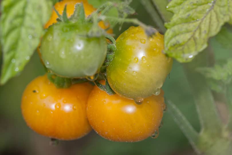 Chello - Eine ertragreiche und wohlschmeckende Obsttomate
