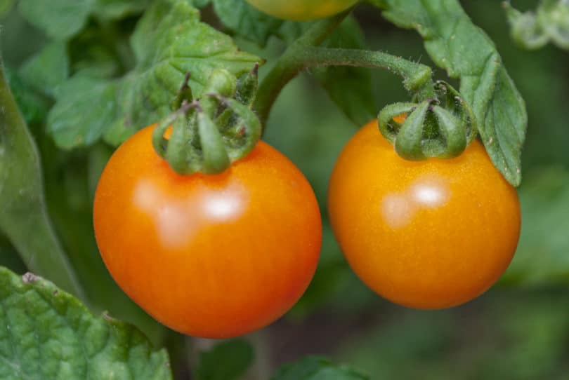 Die Früchte sind meist rot-gelb marmoriert