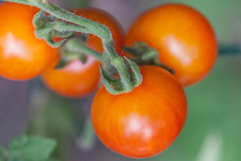 Die Tomatensorte Chello wird etwa pflaumengroß und reift gelblich rötlich ab
