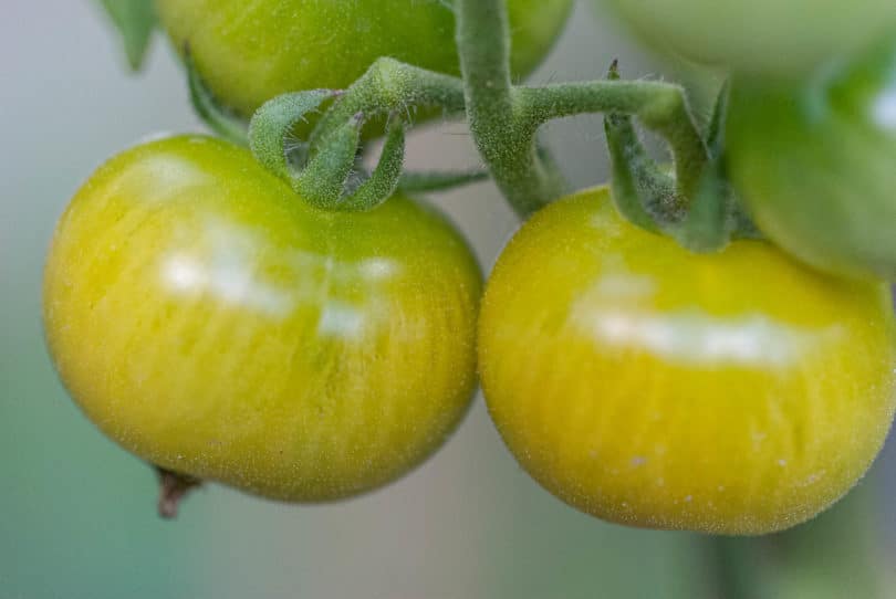 Früchte bei beginnender Reife