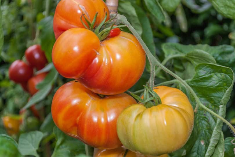Die Tomatensorte Cherokee Golden ist eine zweifarbig abreifende Fleischtomate