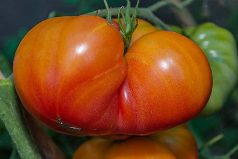 Die Früchte werden sehr groß