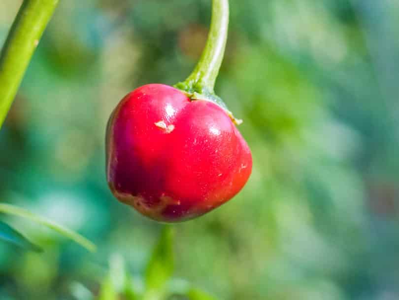 Chile Cascabel wird in der mexikanischen Küche häufig getrocknet verwendet